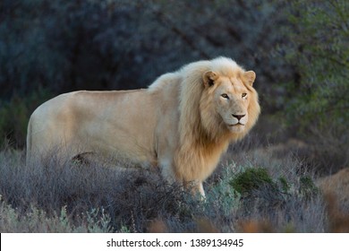 White lion in sanbona gamereserve - Shutterstock ID 1389134945