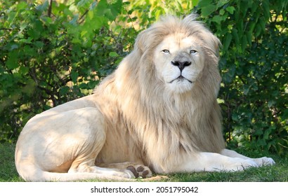 White Lion Sitting On The Grass