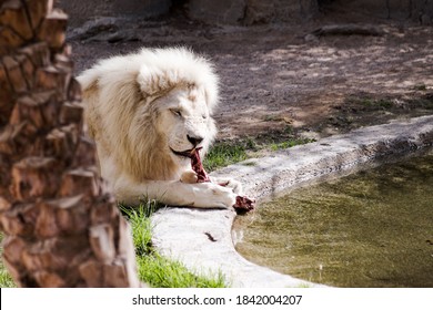 A White Lion Sitting On A Pond In A Zoo, Enjoying Red Meat