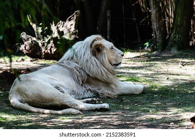 White Lion Taking A Nap In Its Enclosure