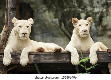 8 856 Lion Blanc Bebe Stock Photos Images Photography Shutterstock