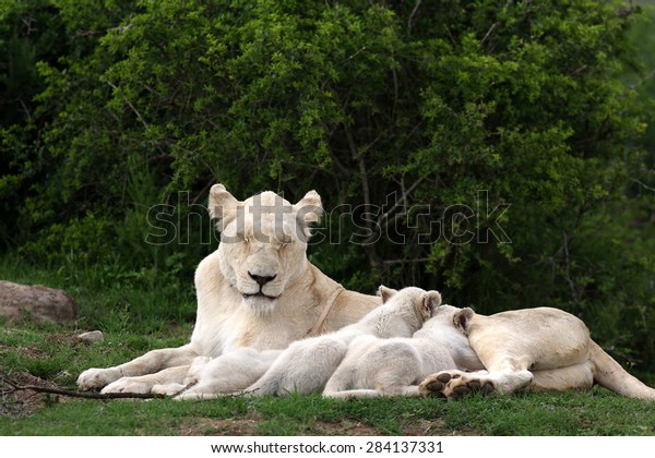 white lioness and lion