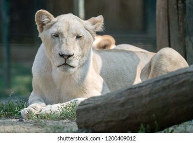 white lioness and lion