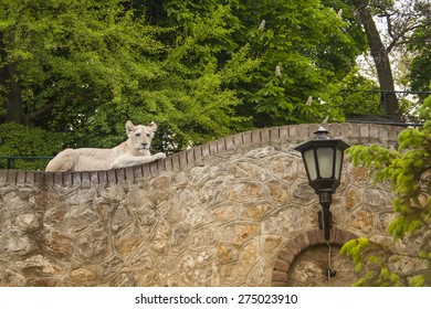 White Lioness Resting At Belgrade Zoo