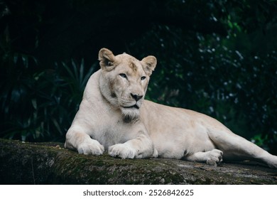 A white lioness rests on a mossy rock platform, gazing into the distance. The dense foliage in the background creates a natural setting that highlights the majestic, regal nature of this rare big cat. - Powered by Shutterstock