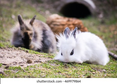 869 Lionhead rabbits Images, Stock Photos & Vectors | Shutterstock