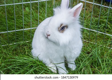 Lionhead Rabbit High Res Stock Images Shutterstock