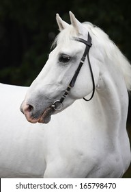 White Lipizzaner Horse With Bridle 