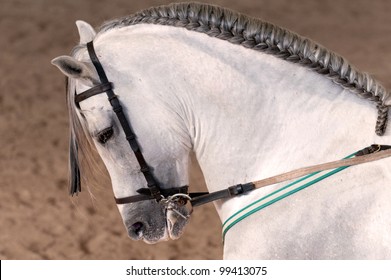 A White Lipizzaner With Plaited Mane