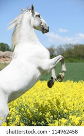 White Lipizzaner Prancing