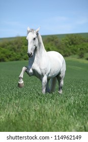 White Lipizzaner Rising Of Leg