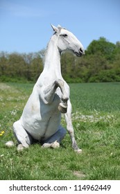 White Lipizzaner Sitting And Reasing Of Leg