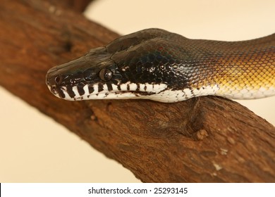 White Lipped python snake with head resting on a tree branch