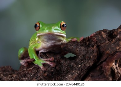 797 White lipped tree frog Images, Stock Photos & Vectors | Shutterstock