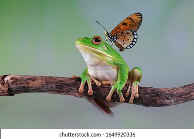 Frogs Images, Stock Photos & Vectors | Shutterstock