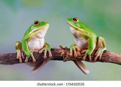 797 White lipped tree frog Images, Stock Photos & Vectors | Shutterstock