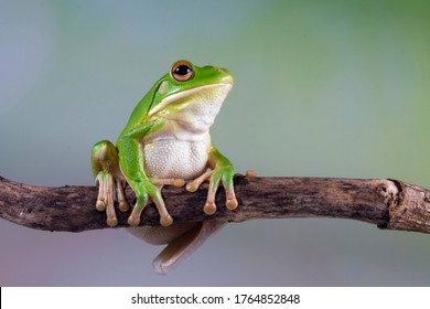 White lipped tree frog on branch, tree frog on green leaves, animal closeup