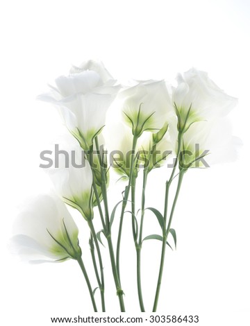 Similar – White flowers on white