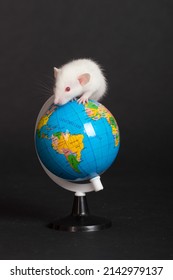 White Little Baby Rat On A Globe