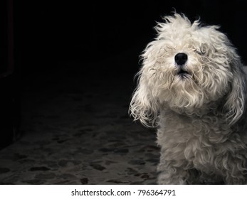 White Little Barking Dog, Curly Pet With Copy Space On Dark Background