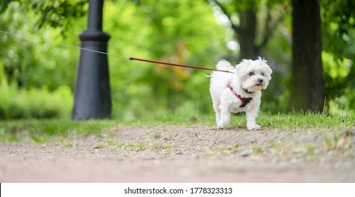 White Little Dog Maltese Dog Walks On A Leash In The Summer Park