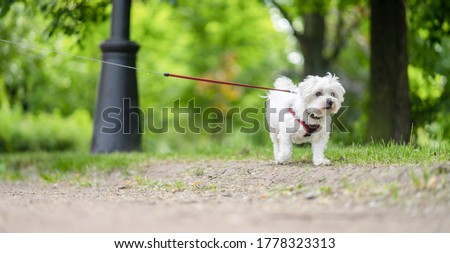 white little dog Maltese Dog walks on a leash in the summer park