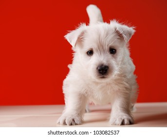 White Little Dog In Red Background