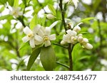 White little flower on orange tree, Blossoming orange tree flowers, closeup of Orange tree branches with white flowers, buds and leaves, Chakwal, Punjab, Pakistan