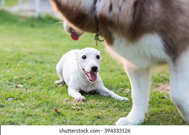 White Little Jack Russel Dog Say Hi With Brown Siberian Husky