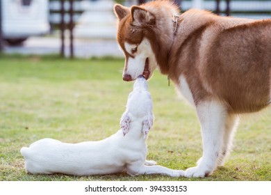 White Little Jack Russel Dog Say Hi With Brown Siberian Husky