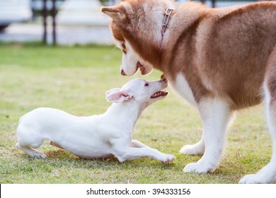 White Little Jack Russel Dog Say Hi With Brown Siberian Husky