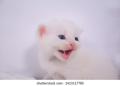 White Little Kitty Roaring And Looking For Something With White Background