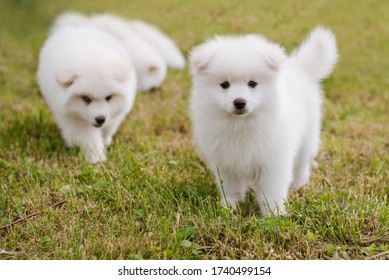 Mini Husky Hd Stock Images Shutterstock