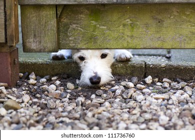 A White Little Sad Dog Waiting For His Owners To Come Back.