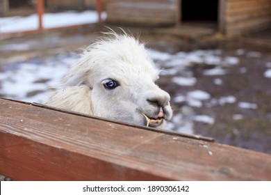 104 Hilarious Llama Images, Stock Photos & Vectors 