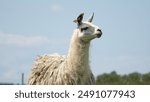 White llama in the field, llama on the farm