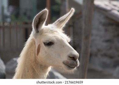 White Llama Head Shot In Petting Zoo