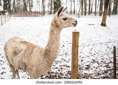 White Llama In Snowy Winter Day.