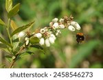 White long bell- or urn-shaped flowers of the northern highbush blueberry (Vaccinium corymbosum). Flying Common carder bee (Bombus pascuorum), family Apidae Spring, May, Netherlands                   