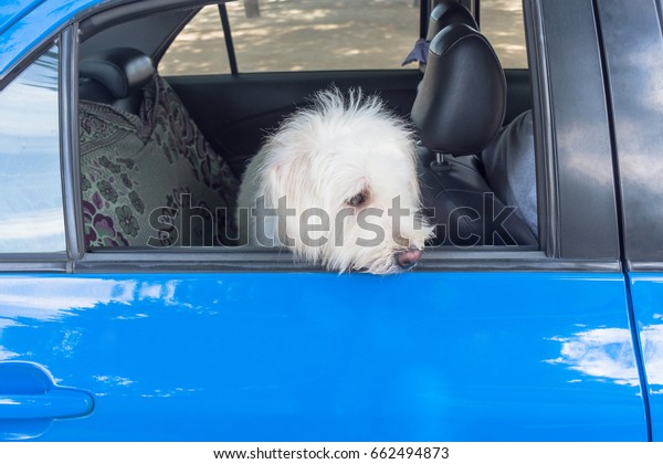 White long fur dog in\
back seat blue car.