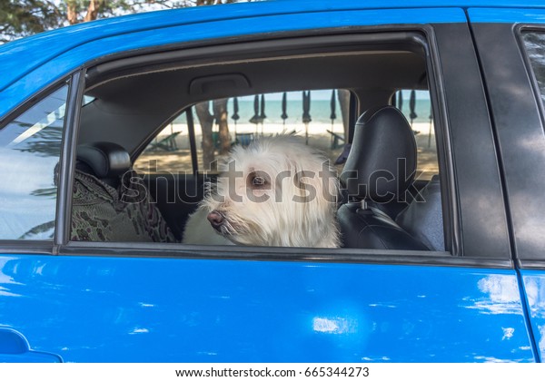 White long fur dog in\
back seat blue car.