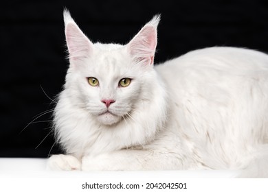White longhair cat breed Maine Coon Cat. Portrait of sweet American Forest Cat. Affectionate animal lying and looking at camera on black and white background. - Shutterstock ID 2042042501