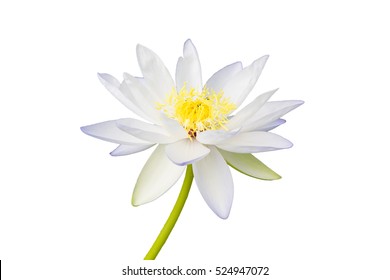 白蓮 の画像 写真素材 ベクター画像 Shutterstock