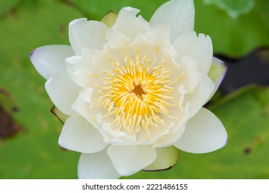 White Lotus Flower ,White Lotus Flower Background