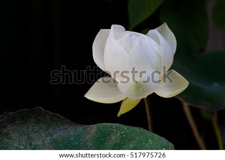 White lotus flower, blossoming in the pool on dark night / Selective focus