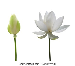 A White Lotus Flower Isolated White