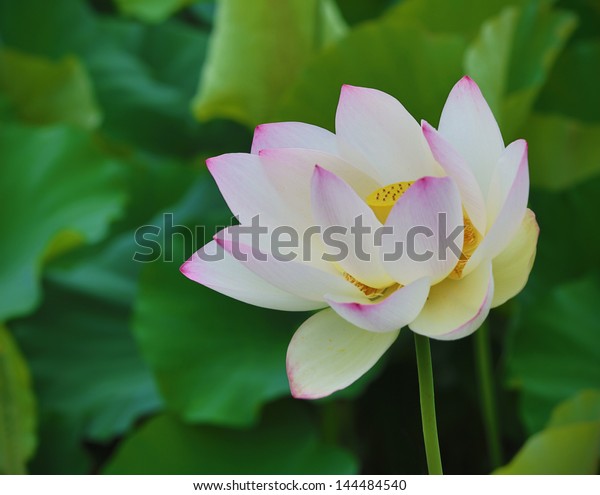 White Lotus Flower Kenilworth Gardens Washington Stock Image