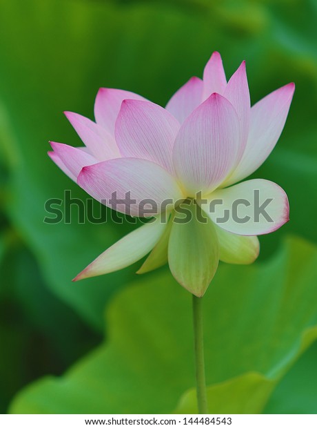 White Lotus Flower Kenilworth Gardens Washington Stock Photo
