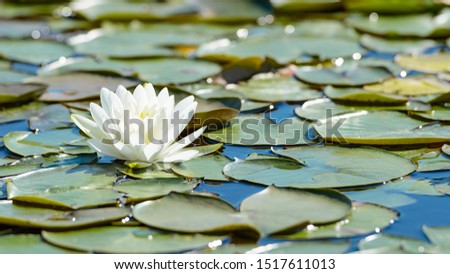 White lotus flower and lush waterlily foliage on water surface of natural lake