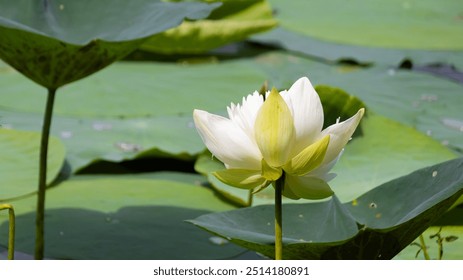 White lotus flower on pond with green leaves in background. - Powered by Shutterstock